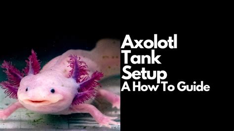 Axolotl Tank Setup (Complete Guide) - YouTube