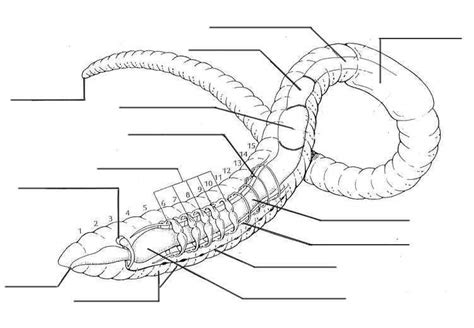 BE AN EXPERT: Invertebrates | Earthworms, Biology worksheet, Dissection