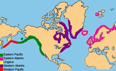 distribution of harbor seals map | Homeschool: Swimming Creatures | Pinterest | Harbor seal and ...