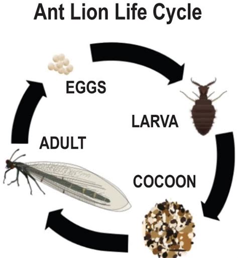 Paradise News Magazine | ECO: Ant Lions – When Knew?