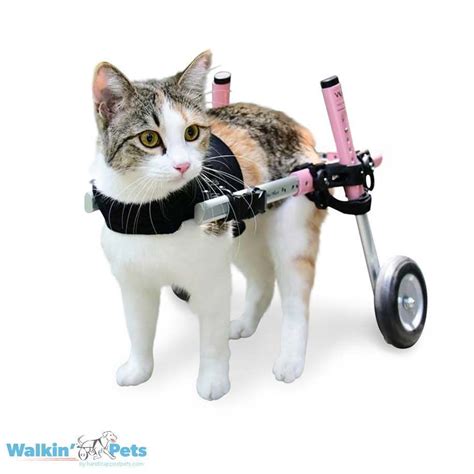 Cat Wheelchair | Walkin' Wheels Wheelchair for Cats | Handicapped Pets