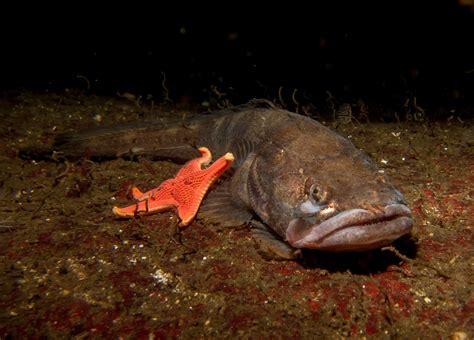 Sea Wonder: Plainfin Midshipman | National Marine Sanctuary Foundation