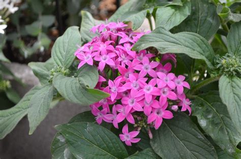 Pentas lanceolata 'Lucky Star™ Violet' | Pentas (Starflower) | Ebert's ...