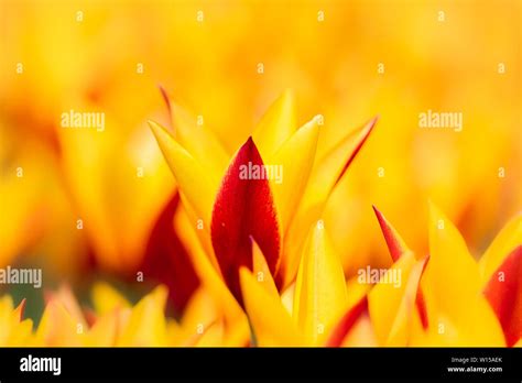 Amsterdam Tulips 1 Stock Photo - Alamy