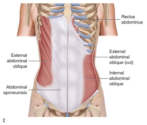 Ligaments of the Lumbar Spine and Pelvis