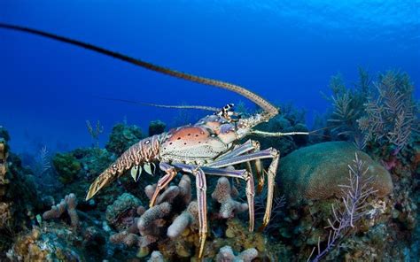 Diving into Florida’s Spiny Lobster Season