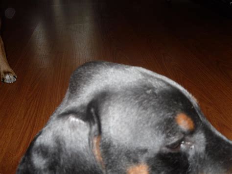 Lump On Head 8 Weeks Old - Doberman Forum : Doberman Breed Dog Forums