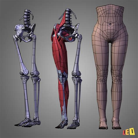 Leg muscles 3D Model $30 - .3ds .lwo .max .ma .obj - Free3D