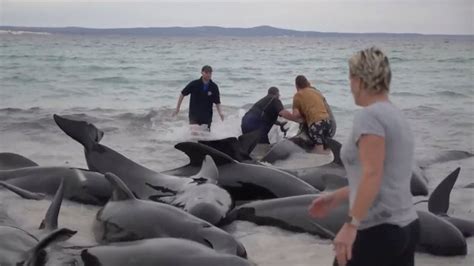 Race to save 46 pilot whales washed up on Cheynes Beach, Australia