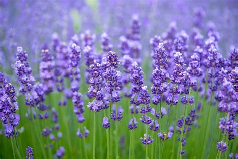 Zone 9 Lavender Plants: Choosing Lavender For Zone 9 Gardens