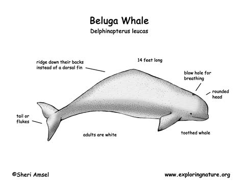 Whale (Beluga)