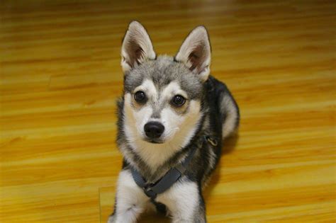 Alaskan Klee Kai - Puppies, Rescue, Pictures, Information, Temperament, Characteristics ...