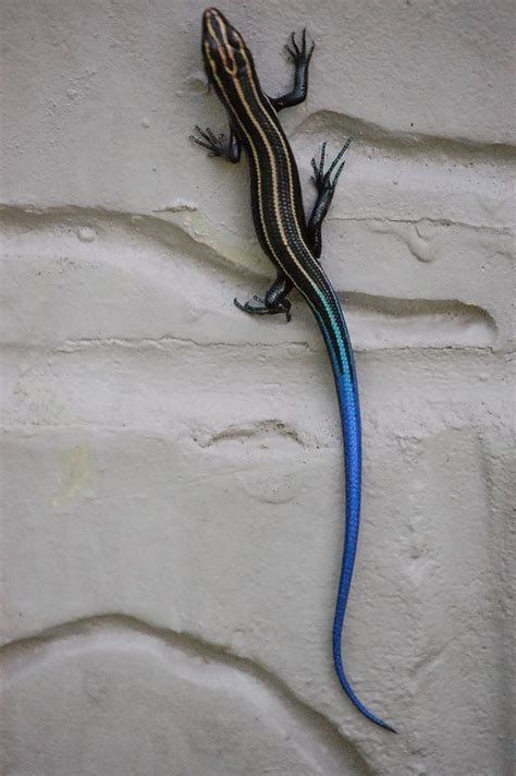 blue tail lizard | Lizard species, Lizard, Reptiles