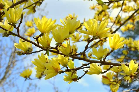 Carol Mattingly Photography: Yellow Magnolia Hybrids, Bernheim ...