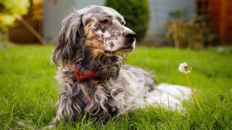 4 Setter dog breeds that make wonderful companions | PetsRadar