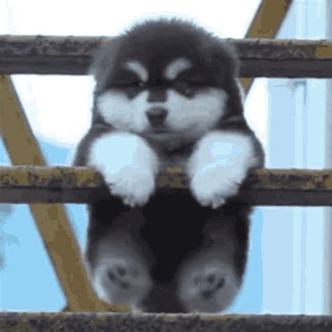 Cute Puppy Dog Swing GIF | GIFDB.com