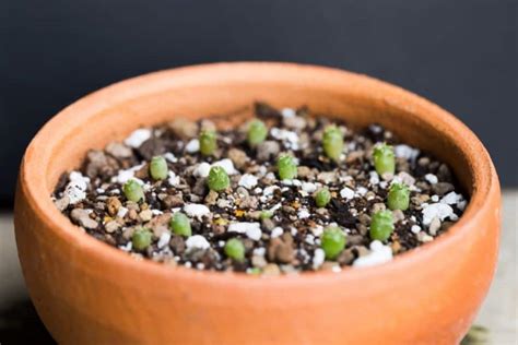 Beginner-Friendly: 6 Steps to Successfully Grow Cactus Seeds | Succulent Alley