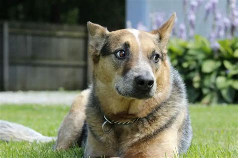 German Shepherd Blue Heeler Mix [2024] Hybrid Cross Breed Puppies