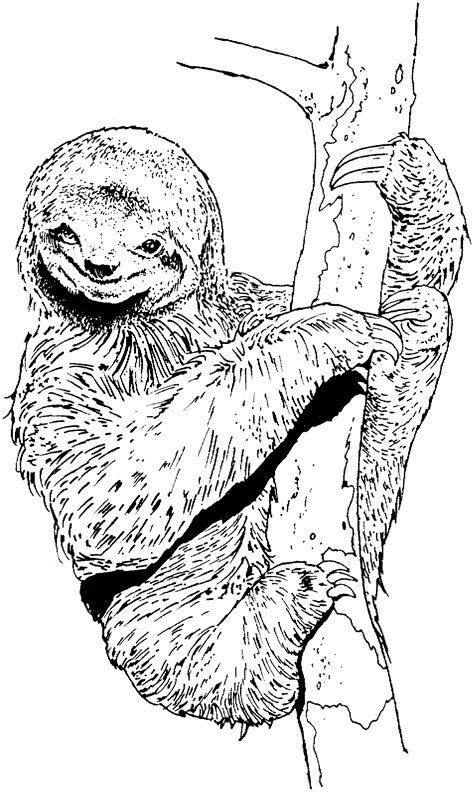 Printable Sloth Coloring Pages - Printable Word Searches