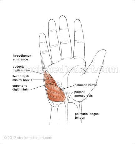 hand muscles-hypothenar eminence Forearm Muscle Anatomy, Forearm Muscles, Occupational Therapy ...