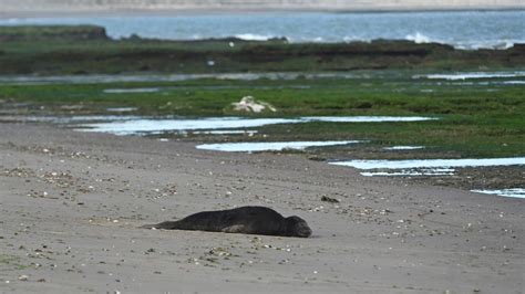 Bird flu wipes out over 95% of southern elephant seal pups in ...