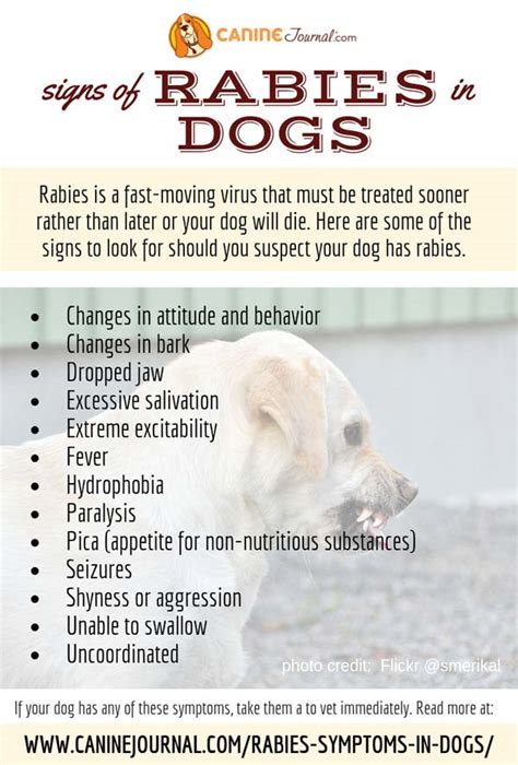 Rabies Symptoms In Dogs – CanineJournal.com