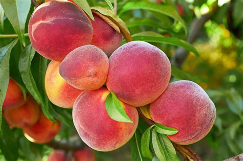 How To Grow Organic Backyard Peach Trees