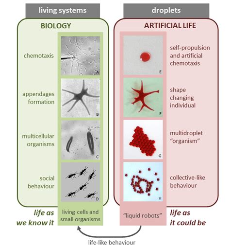 Schematic comparisson of wet artificial life research on droplets to ...