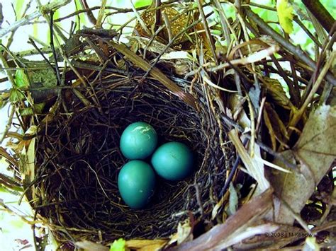 Gray Catbird, Life History, All About Birds - Cornell Lab of Ornithology