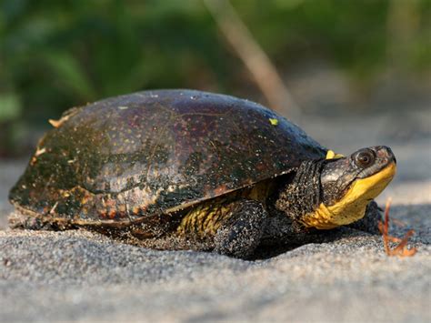 Most Endangered Reptiles - Reptiles Magazine