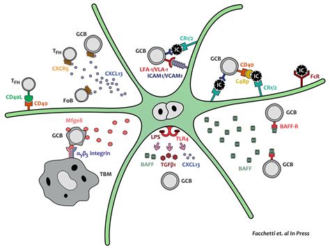 The Follicular Dendritic Cell - Webscream