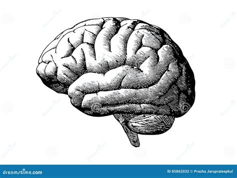 Brain Image Black And White