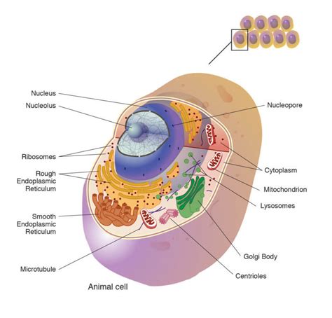 Infographic: Meet Asgard archaea, a simple cell that just might look like one of our oldest ...