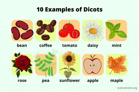 Monocot vs Dicot - How to Tell the Difference