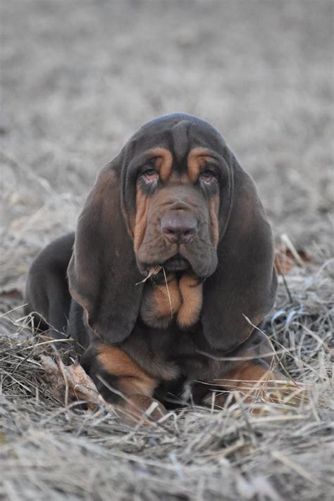 90 Female Bloodhound Dog Names – The Paws | Bloodhound dogs, Basset ...