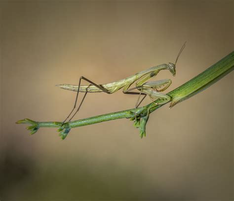 Praying Mantis Habitat: Exploring Where These Insects Dwell - Animal Sake