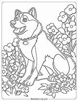100  Husky coloring Pages Free PDF To Print Woo Coloring sketch template