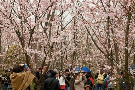 Cherry blossom festival!!!! | Cherry Blossom (sakura) flower… | Flickr
