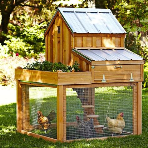 Building a Cheap Urban Chicken Coop - Country Green Living