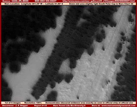 Trees on Mars? — Science & Technology — Sott.net