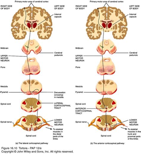 lateral corticospinal tract | Medical anatomy, Neuroscience, Neurology