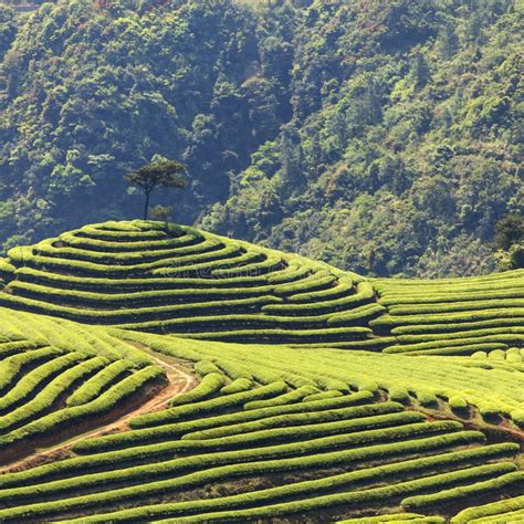 Tea Plantation stock photo. Image of inspiring, hill - 30403642