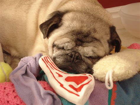 Sleeping Pug by beccaecka on DeviantArt