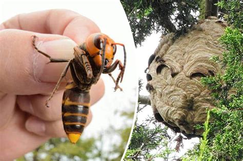 Giant Asian hornet invasion terror as Britain’s first ‘pumpkin-sized’ nest spotted | Daily Star