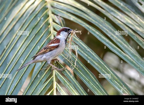 Male House Sparrow With Nesting Materials Stock Photo - Alamy