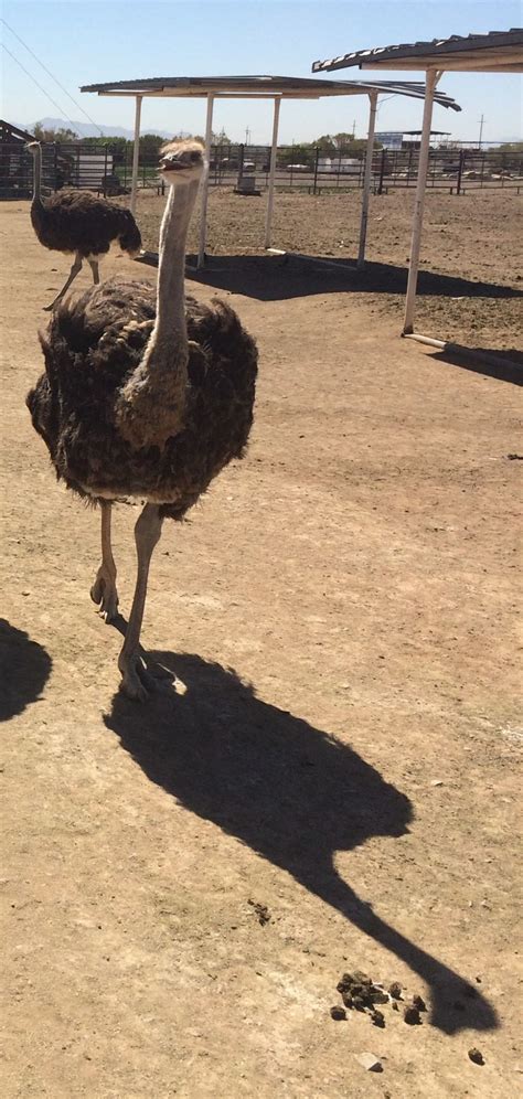 Rooster Cogburn Ostrich Ranch grows from hidden heartbreak | Pinal Ways | pinalcentral.com