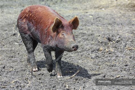 Tamworth pig walking in mud at farm — brown, natural - Stock Photo | #200721680