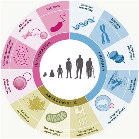 10 Misconceptions About Ageing And Its Reversal - Gowing Life