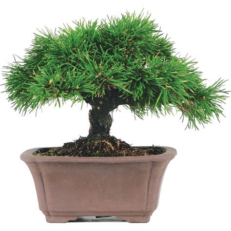 Mugo Pine Bonsai Tree - Walmart.com