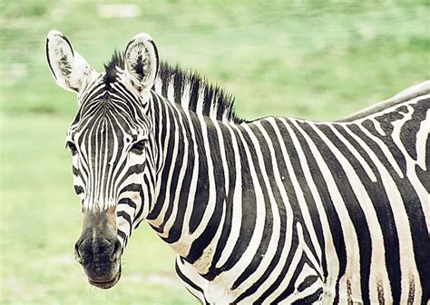 How Many Types Of Zebras Are There? - WorldAtlas.com